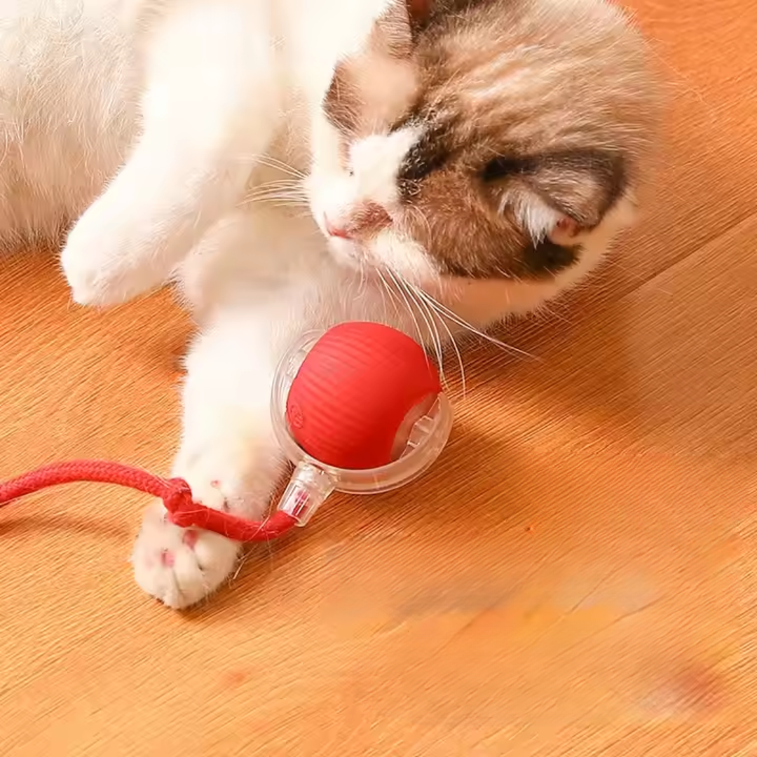 Rolling Cat Ball